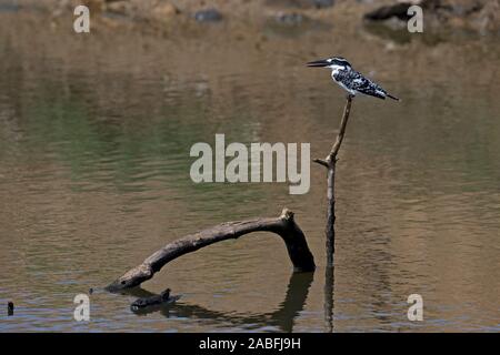 Pied Kingfisher (Ceryle Rudis Travancoreensis) Stockfoto