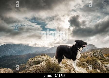 Ein black&white Border Collie Schäferhund auf einem Felsen in den Bergen von Korsika stehend Stockfoto