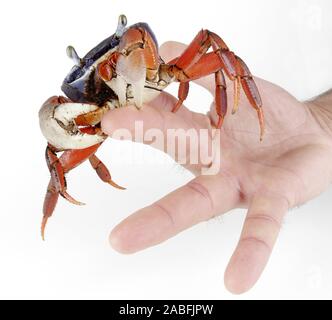 Harlekinkrabbe, Harlekin-Krabbe, Afrikanische Landkrabbe, Dreifarbenkrabbe, Blaue Nigeriakrabbe (Cardisoma armatum), in der Hand, zwickt im Finger. | Stockfoto