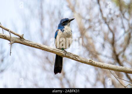 Insel Scrub-Jay Aphelocoma insularis Insel Santa Cruz, Channel Islands National Park, Kalifornien, USA vom 8. Mai 2019 Nach Corvidae Stockfoto