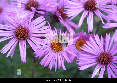Biene auf Blume lila Aster Stockfoto