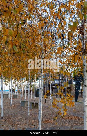 Herbstliche spinney junger Himalayan Birken (Betula utilis var. jacquemontii), Deptford, London SE8 Stockfoto