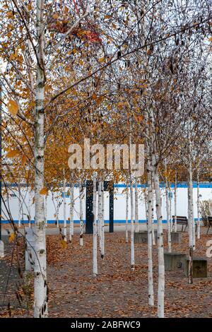 Herbstliche spinney junger Himalayan Birken (Betula utilis var. jacquemontii), Deptford, London SE8 Stockfoto