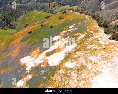 Luftaufnahme der hellen orange Kalifornien Pobby (eschscholzia) im Los Padres National Forest, Kalifornien, USA Stockfoto