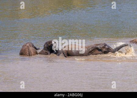 Elefanten (Loxodonta Africana) im Wasser spielen, Pilanesberg Nationalpark, Südafrika. Stockfoto