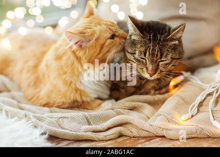 Zwei Katzen liegen auf Fensterbank mit Decke zu Hause Stockfoto