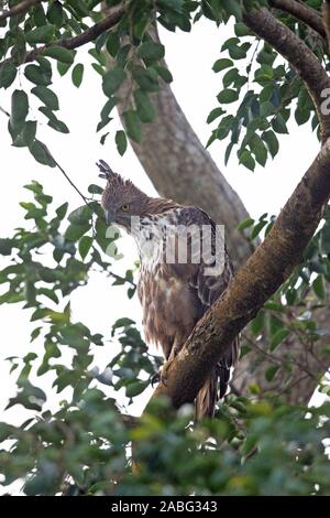 Crested Hawk-Adler (Spizaetus Cirrhatus Ceylanensis) Stockfoto