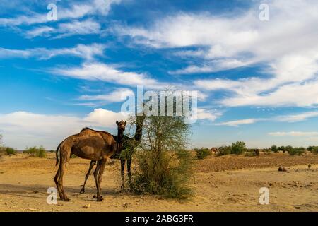 Kamele in der Wüste, Jaisalmer Stockfoto