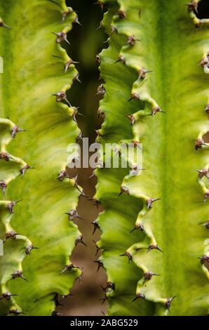 Nahaufnahme Foto von einem Kaktus am Florida botanischen Garten in Largo. Stockfoto