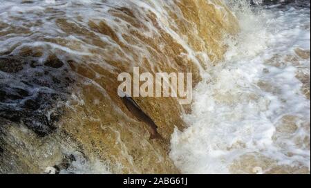 Migration von Lachs, Salmo salar, Springen an Stainforth fällt auf den Fluss Ribble in oberen Ribblesdale, North Yorkshire, an deren Zucht grou zurück Stockfoto