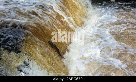 Migration von Lachs, Salmo salar, Springen an Stainforth fällt auf den Fluss Ribble in oberen Ribblesdale, North Yorkshire, an deren Zucht grou zurück Stockfoto