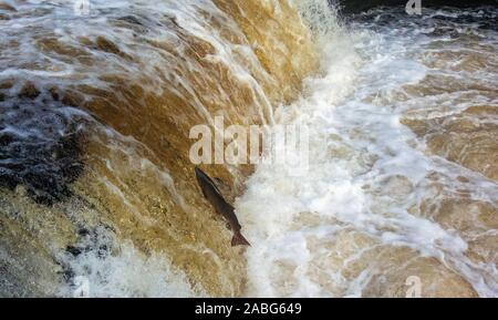 Migration von Lachs, Salmo salar, Springen an Stainforth fällt auf den Fluss Ribble in oberen Ribblesdale, North Yorkshire, an deren Zucht grou zurück Stockfoto