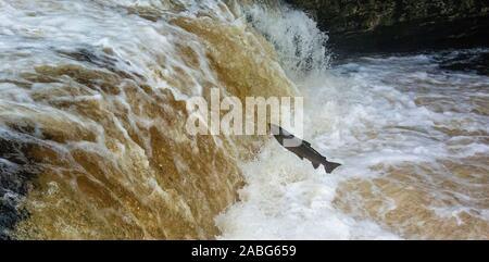 Migration von Lachs, Salmo salar, Springen an Stainforth fällt auf den Fluss Ribble in oberen Ribblesdale, North Yorkshire, an deren Zucht grou zurück Stockfoto