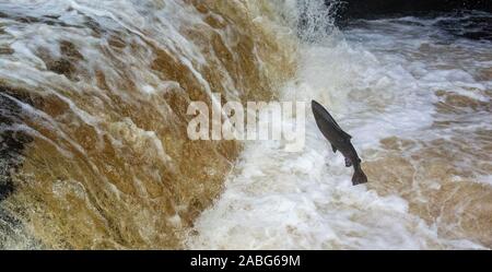 Migration von Lachs, Salmo salar, Springen an Stainforth fällt auf den Fluss Ribble in oberen Ribblesdale, North Yorkshire, an deren Zucht grou zurück Stockfoto