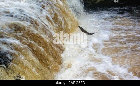 Migration von Lachs, Salmo salar, Springen an Stainforth fällt auf den Fluss Ribble in oberen Ribblesdale, North Yorkshire, an deren Zucht grou zurück Stockfoto