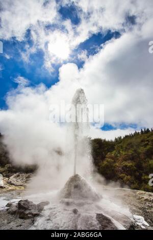 Lady Knox Geysir beim Ausbruch in Wai-O-Tapu geothermale Region, Neuseeland Stockfoto