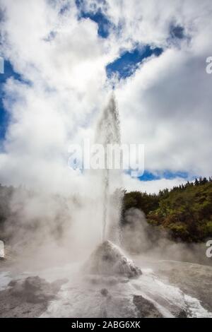 Lady Knox Geysir beim Ausbruch in Wai-O-Tapu geothermale Region, Neuseeland Stockfoto