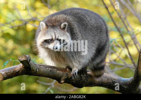 Waschbaer, Procyon lotor, Stockfoto