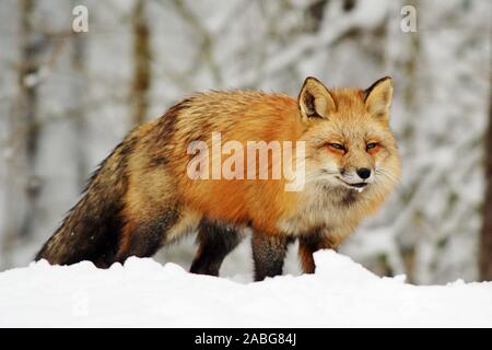 Rotfuchs (Vulpes vulpes) im Winter Stockfoto