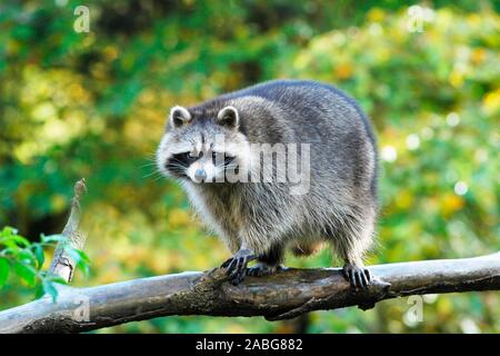 Tiere, Saeugetiere, Waschbaer, Racoon, Procyon lotor, Florida, USA, Vereinigte Staaten, Stockfoto