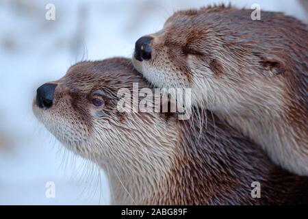 Tiere, Saeugetiere, Europaischer Fischotter, Paar, Fischotter, Otter, Fischotter (Lutra lutra), Tiere, Säugetiere, Paar, Stockfoto