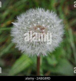 Nahaufnahme der Taraxacum Löwenzahn Krone Kopf, die Samen im Detail Stockfoto