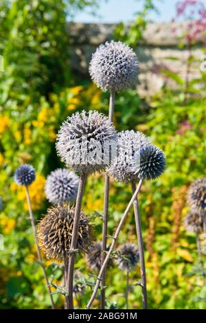 Die veitch Blau. Echinops ritro. Sommer mehrjährig. Schottischen Schloss Garten. Dirleton, Schottland Stockfoto