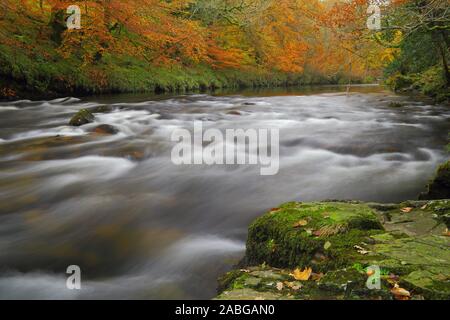 Fluss East Dart in der Nähe von dartmeet in Dartmoor, Devon im Herbst Stockfoto