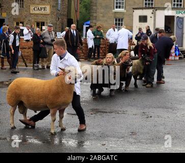 Hirten ihrer Ram bereit für das Richten im Ring an der Masham Schafe Messe erhalten. Ein bisschen einen guten Gebrauch von einem Fuß und einige angespannte Gesichter Stockfoto