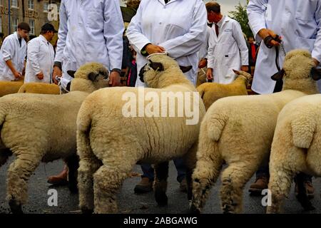 Hirten ihre Schafe bereit für das Richten im Ring an der Masham Schafe Messe. Ein gutes Line up von Woolly Unterseiten hier. Stockfoto