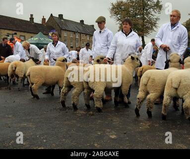 Hirten ihre Schafe bereit für das Richten im Ring an der Masham Schafe Messe. Konzentration und Hoffnung zu gewinnen. Stockfoto