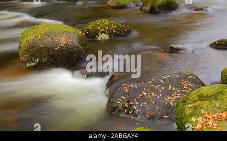 Fluss East Dart in der Nähe von dartmeet in Dartmoor, Devon im Herbst Stockfoto