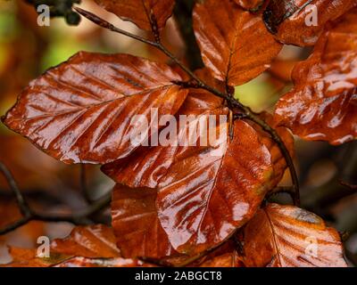 Nass bronze Blätter in einem Buche Hecke im Herbst farbige Stockfoto