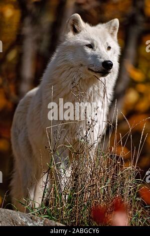 Einen arktischen Wolf stehend nach rechts. Der Hintergrund ist die Farben der Blätter im Herbst. Stockfoto