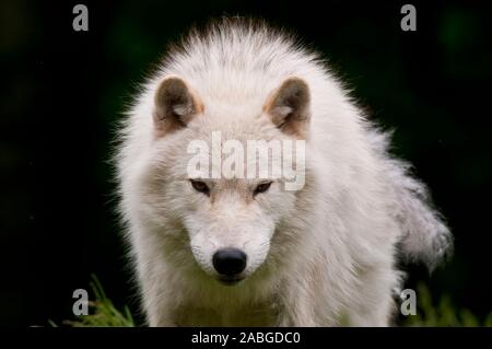 Einen arktischen Wolf mit einem schwarzen Hintergrund. Stockfoto