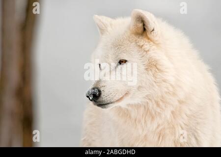 Einen arktischen Wolf Porträt und Links zu schauen. Stockfoto