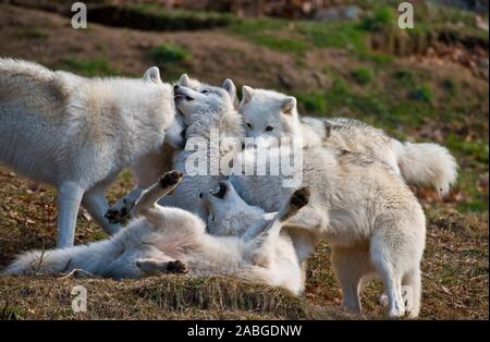 Einen arktischen Wolf Pack spielen. Stockfoto