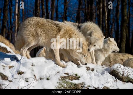 Drei arktische Wölfe stehend auf Schnee unter den Felsen. Stockfoto