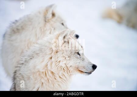 Zwei arktische Wölfe auf der Suche nach rechts mit snow hill Hintergrund. Stockfoto