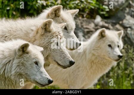 Vier arktischen Wölfe auf der Suche nach rechts. Stockfoto