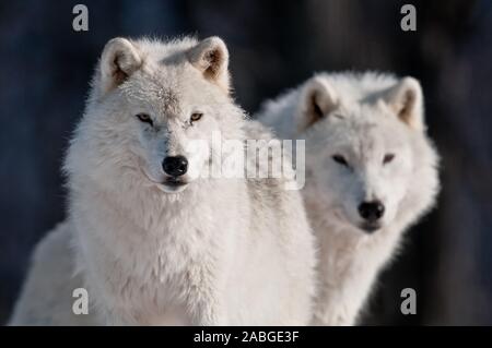 Zwei arktische Wölfe mit einem unscharfen Hintergrund grau Stockfoto