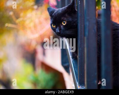 Süße schwarze Katze mit gelben Augen Stockfoto