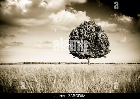 Isolierte Baum in einem Toskana wheatfield - (Toskana, Italien) getonten Bild Stockfoto