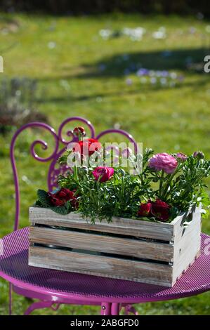 Frühling Blumen in Holzkiste, die auf einem Tisch Stockfoto