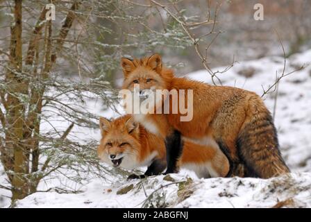 Rotfuchs, zwei Fuechse im Schnee Dezember 2009 Dezember 2008 Stockfoto