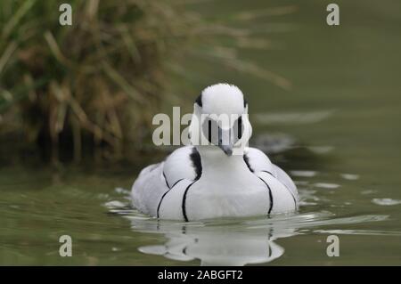 Zwergsaeger, Mergus albellus Smew,, Schwimmen auf dem See, männlich, Captive Stockfoto