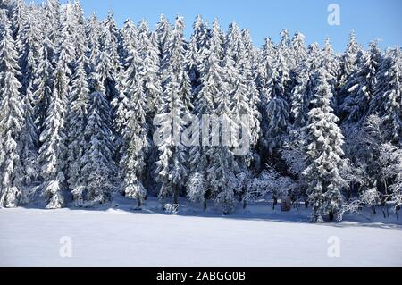 Schönen wintertag an der Hornisgrinde, Baden-Württemberg Stockfoto