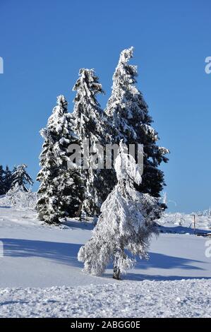 Schönen wintertag an der Hornisgrinde, Baden-Württemberg Stockfoto