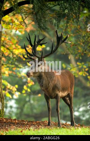 Rothirsch, Cervus elaphus, Hirsch im Herbstwald Stockfoto