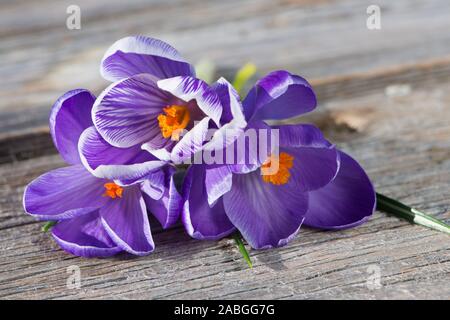 Violette Krokusse auf Holzhintergrund Stockfoto
